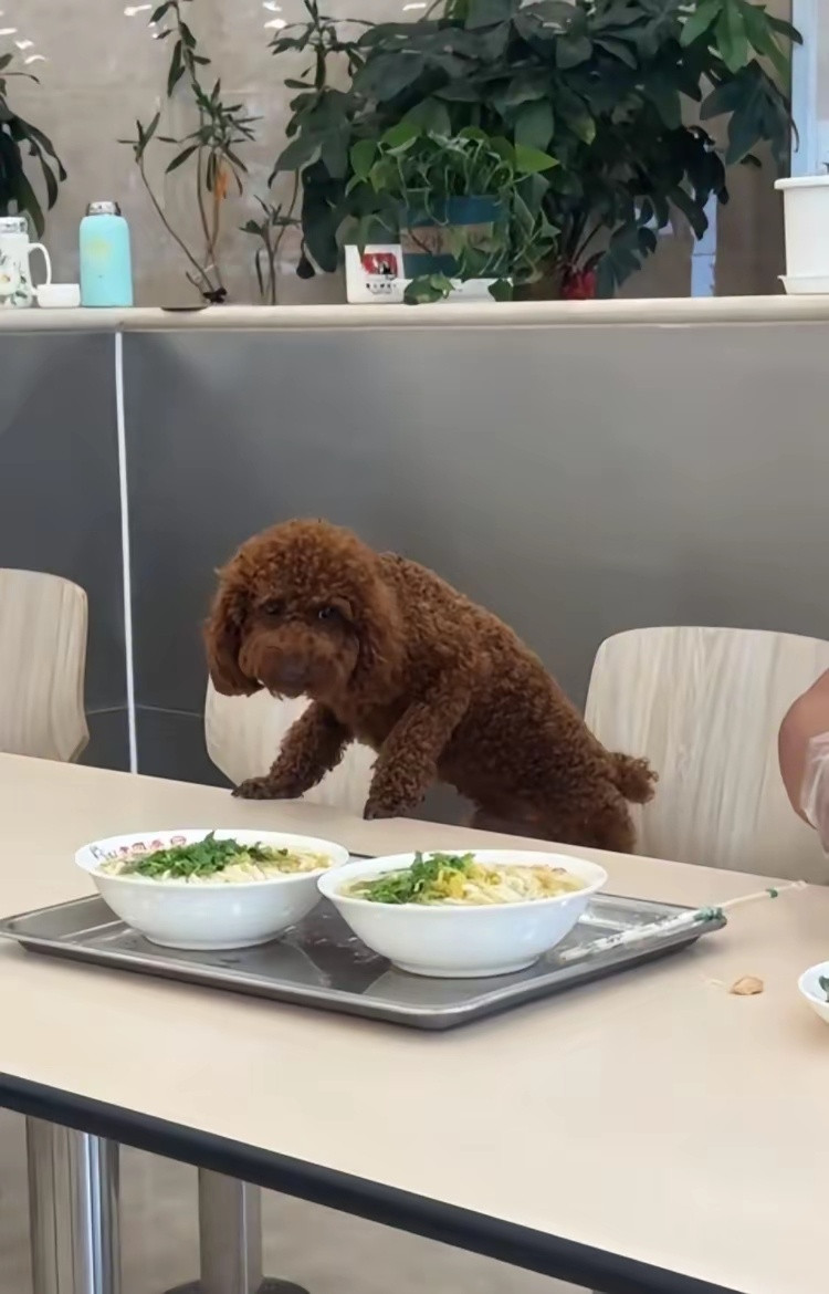 面馆内，男子不停的撕下手里的鸡肉喂给旁边的泰迪小狗。小狗吃得可开心了，男子也很淡
