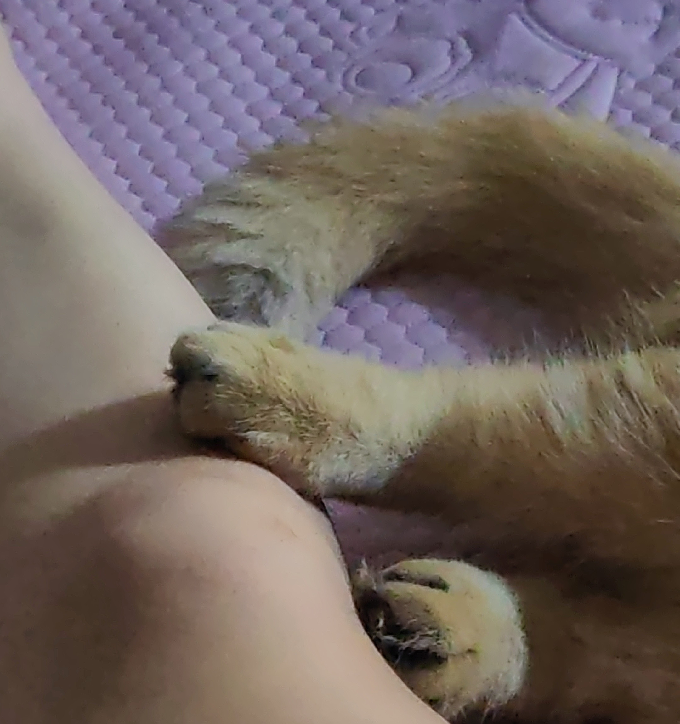 猫猫要搭着你的腿睡而你为了配合他的睡姿一动不动[大笑]猫宠物卖萌中心​​​