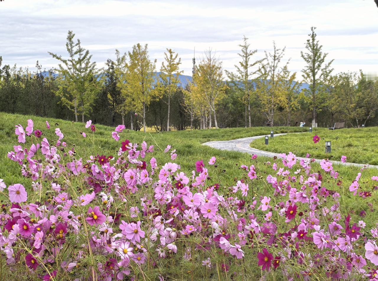 分享一下你拍的花＃美丽的格桑花（一亩园公园）