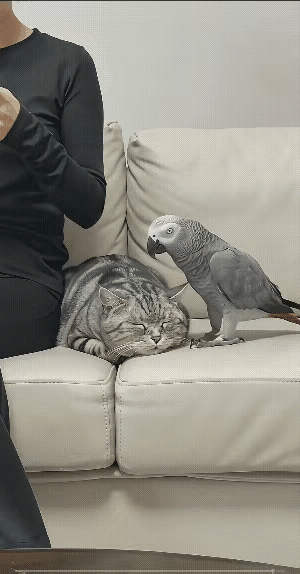 鹦鹉平时被女主人宠坏了，老是去欺负家里的狸花猫。大家都以为猫咪会一直忍着，结果