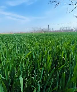 费孝通在《乡土中国》里写过一个极其辛辣的对比：“城里人笑话乡下人不懂交通规则，却