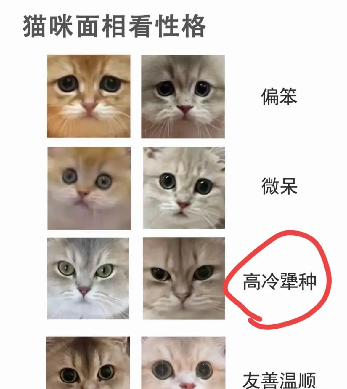 看的出来猫和人一样，面相决定了性格，总之吊眼梢子的面相都是不好惹的，不仅犟种，更