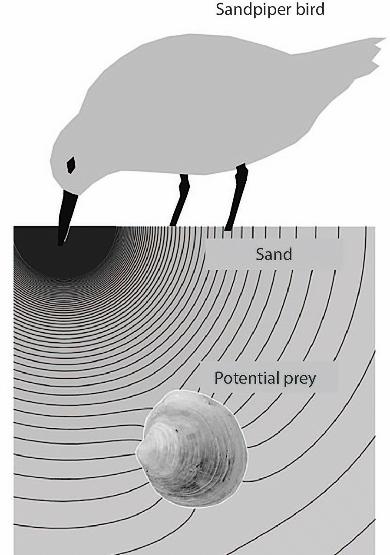 人类有第六感？人类可以在不接触物体的情况下“感觉”物体——新的研究揭示了隐藏的第