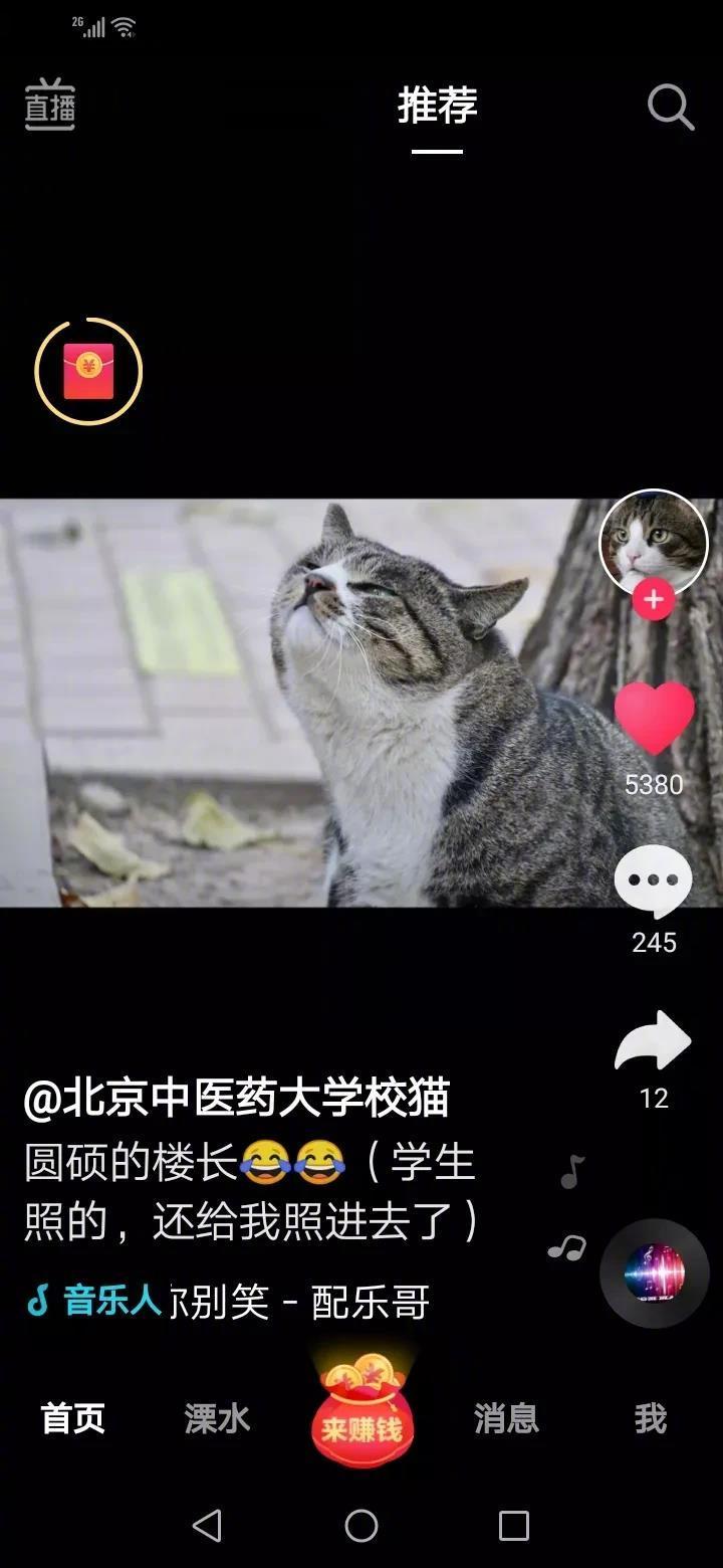 北京中医药大学流浪校猫，没有下毒，打杀，伤害！学校与学校之间对待生灵的差距真的不