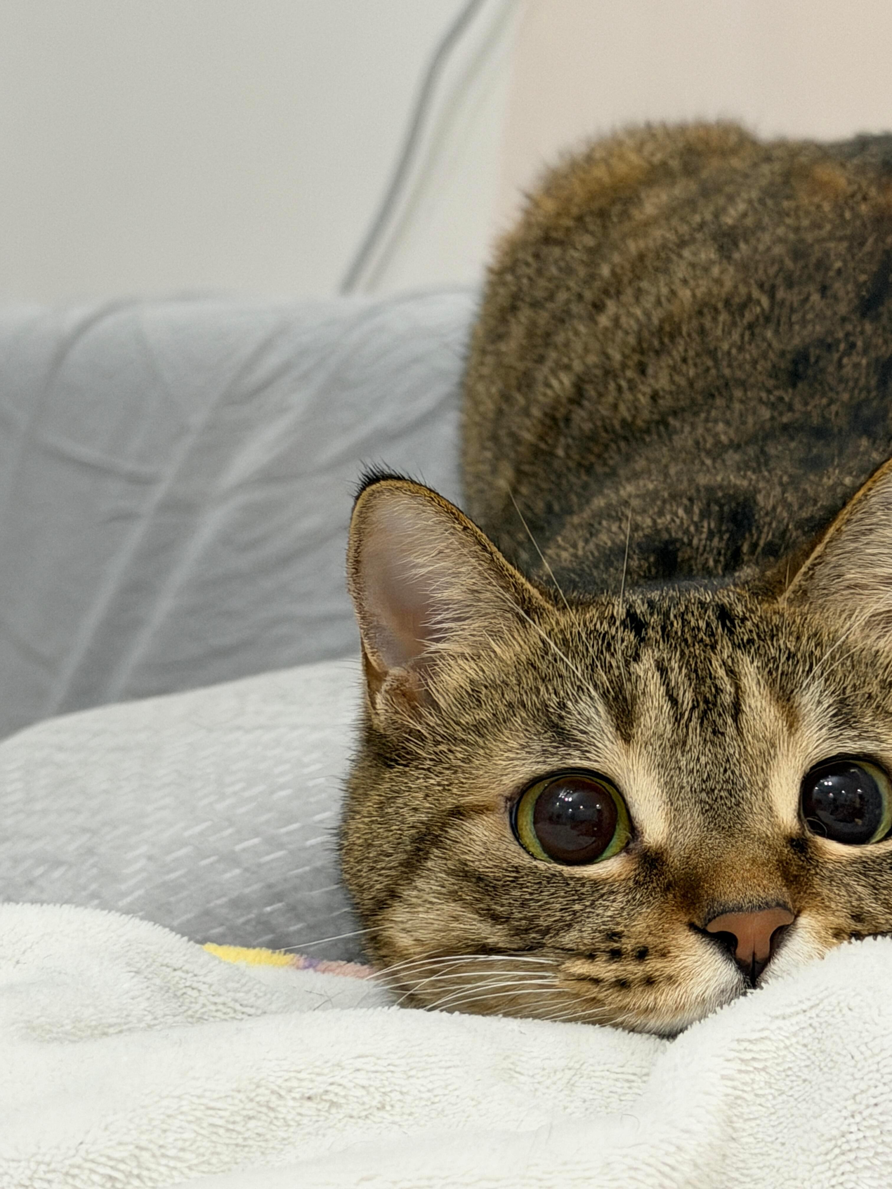 人，你又要打猎去了吗