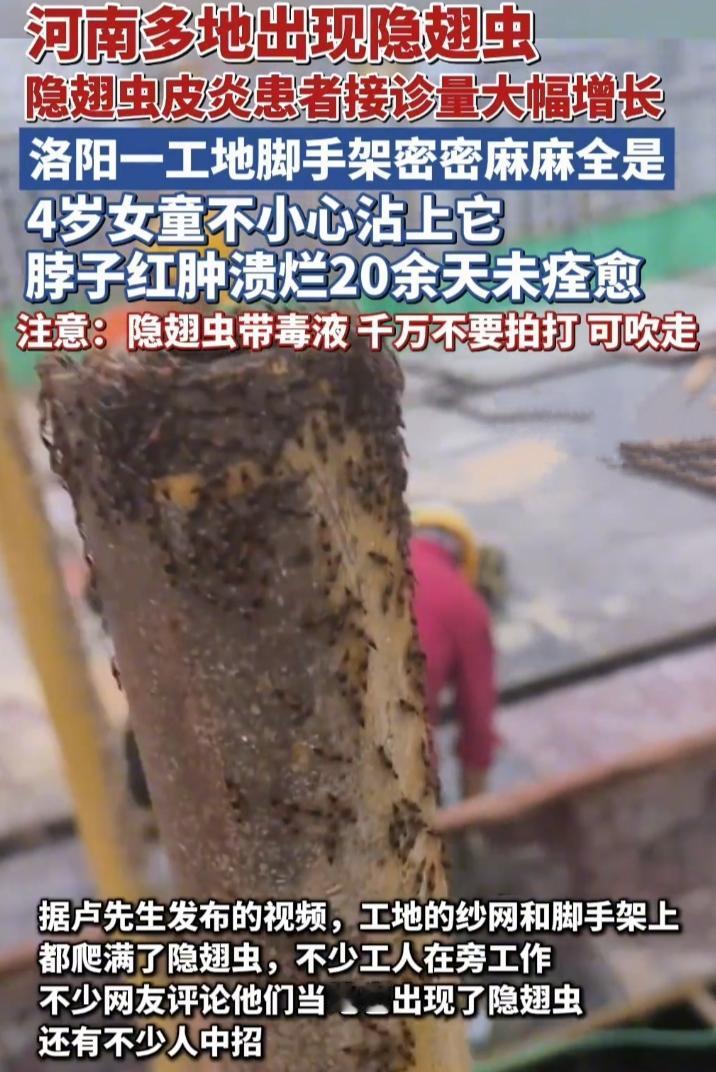 最近河南多地都出现隐翅虫，洛阳一建筑工地可太吓人了。卢先生说工地上四五十米高、几