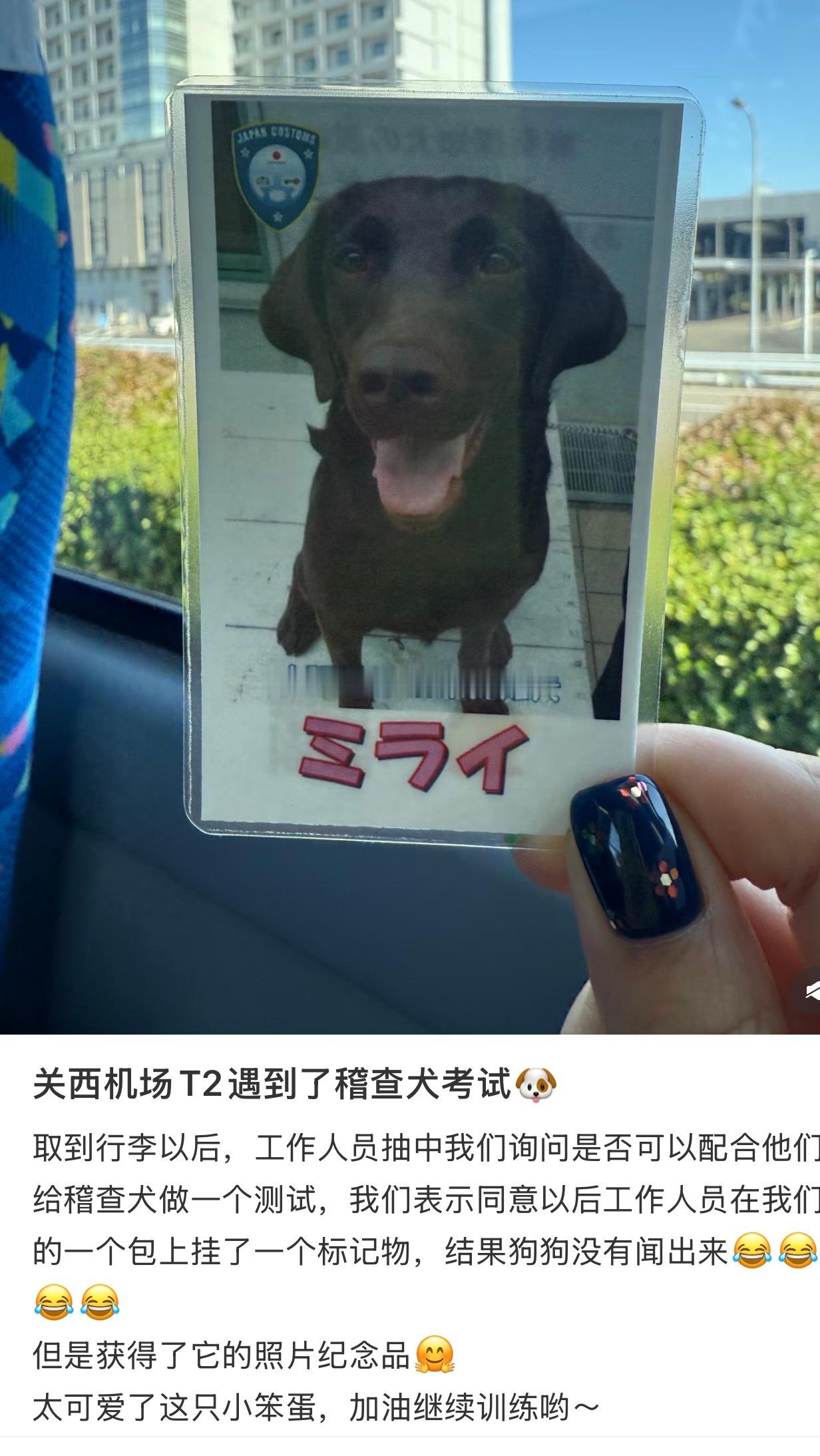 在机场遇到了稽查犬考试​​​