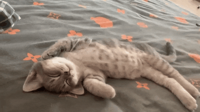 小猫咪任凭你怎么折腾就是不起来，就想睡觉