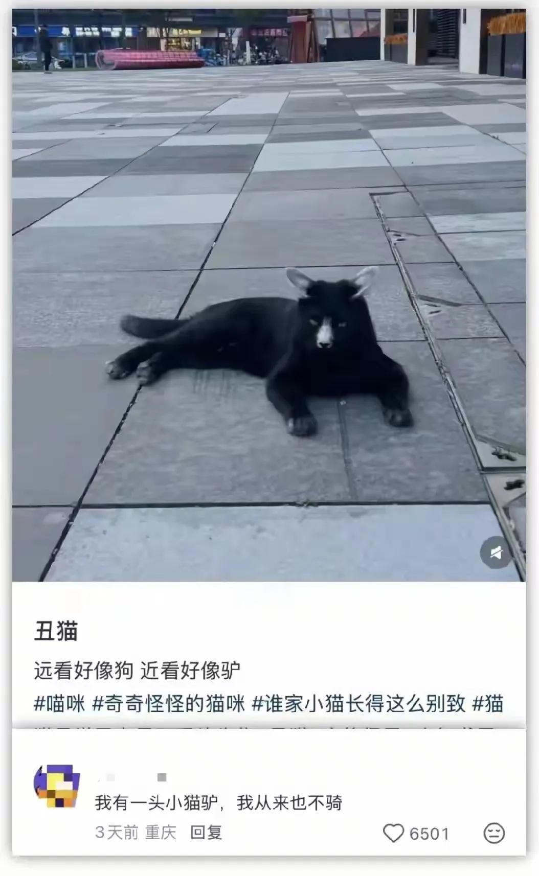 你不说我真看不出来是什么[捂脸哭]