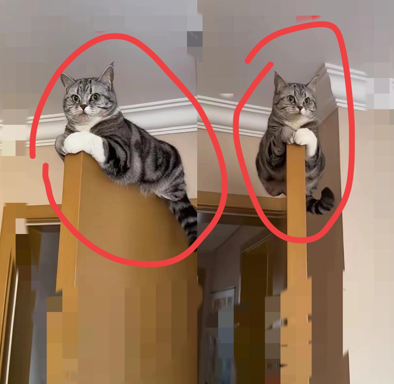 救命！我家猫昨天直接把衣柜顶当成了“私人观景台”，蹲在上面盯着我