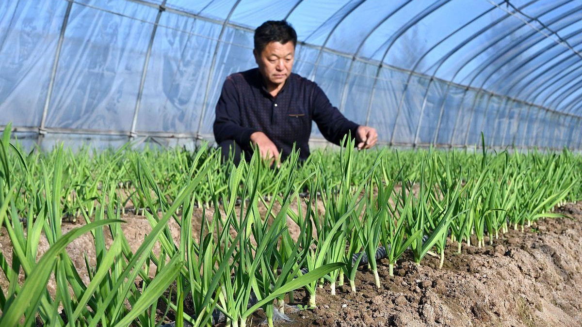 地膜下除草难题如何破解? 大蒜种植的杂草防治与管理技巧