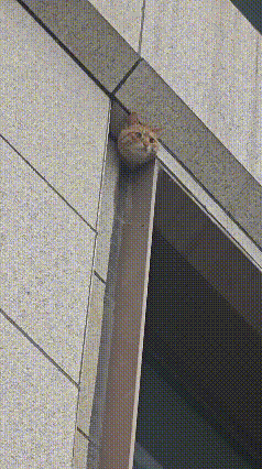 看，看，看什么看？！没见过这么帅的吗？给你个眼神自己体会！[思考][思