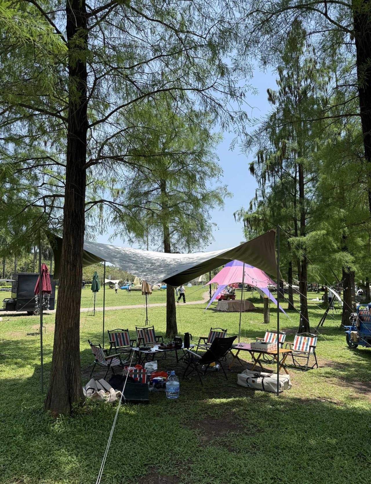 广州附近的露营好地方🏕️🏕广州一线江景露营地，大片草🌿地，落叶🍃杉树，