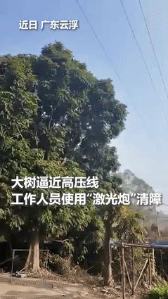 5月16日，新华社发布了广东一电力局工作人员用“激光炮”清障的视频，碗口粗的树枝