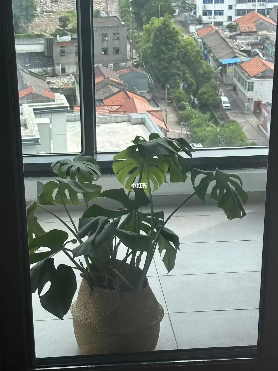 这是什么神仙绿植！巨好养！