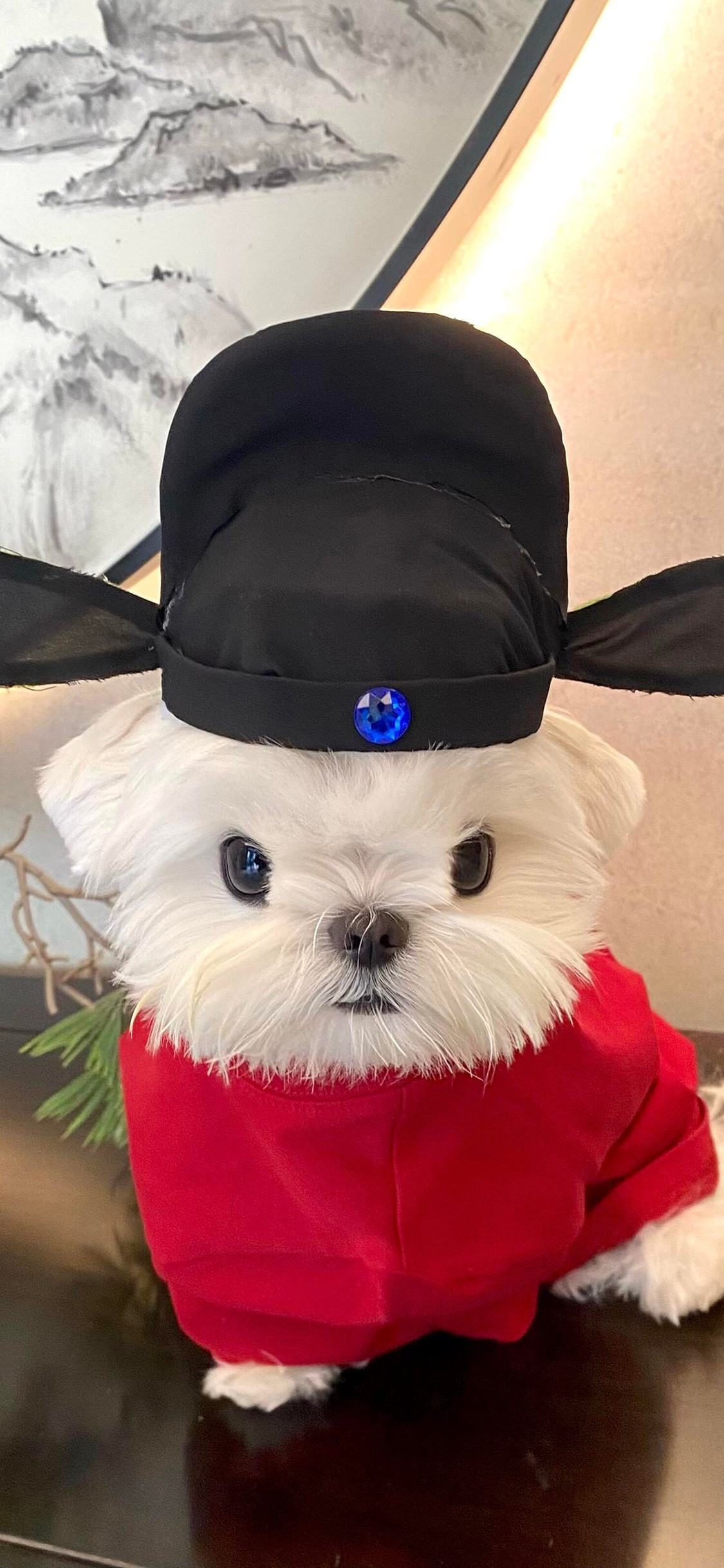 壁纸小猫咪修狗壁纸分享