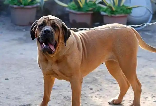 狗的哪个部位最脆弱？训狗师傅告诉你：遇到恶犬扑来，千万别用脚踢，那样会让疯狗越咬