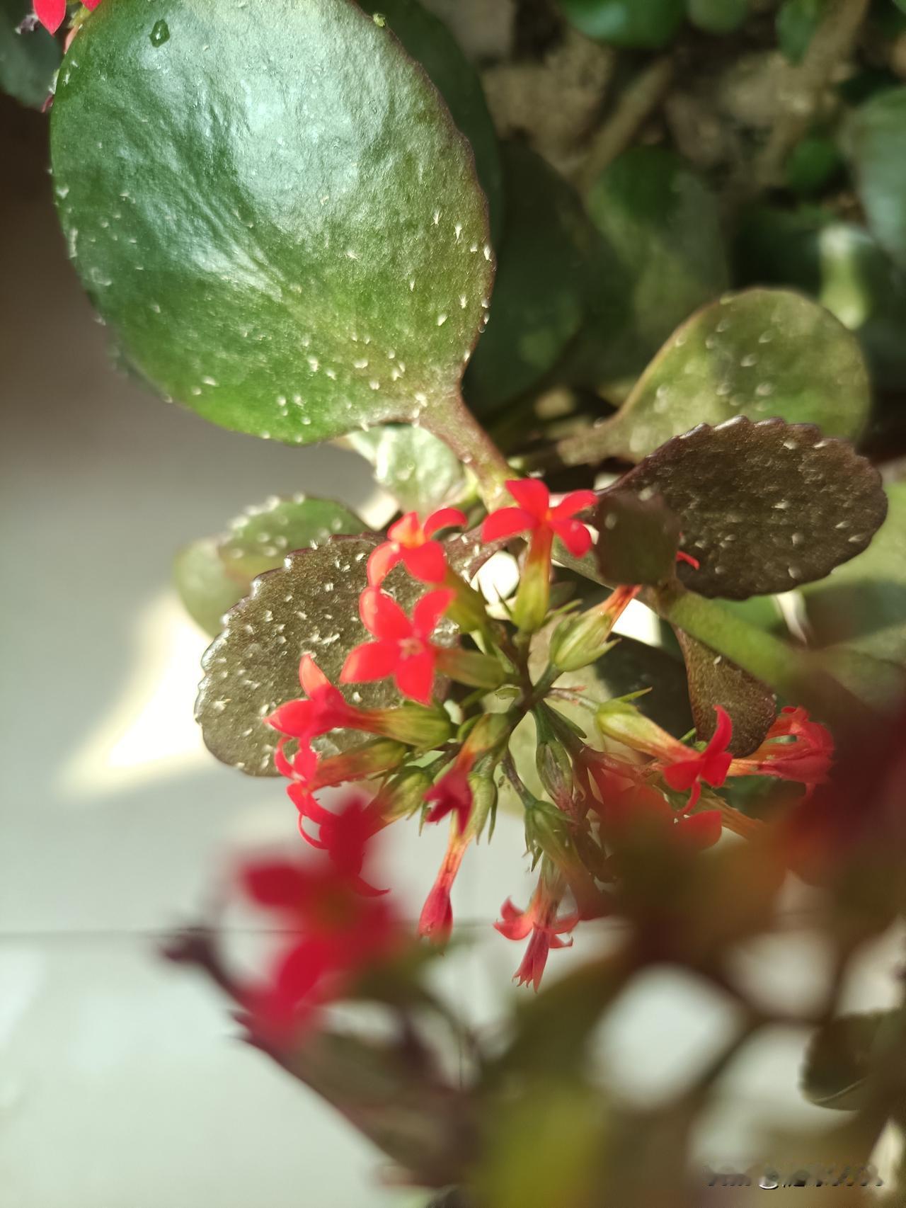 这个方法好长寿花说好养也不好养，到了春秋季节，容易长害虫，很烦人，有的花友就因