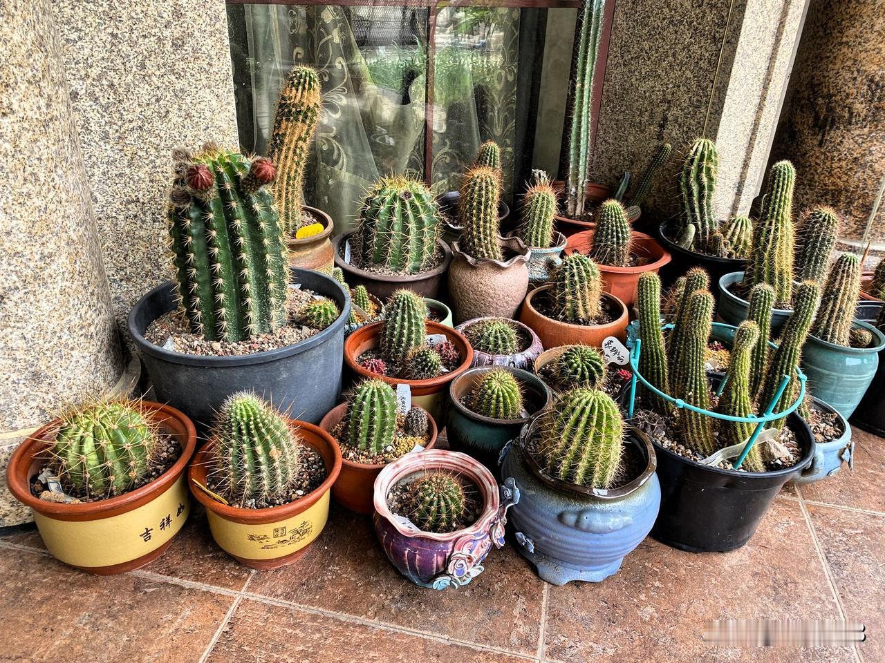 我舍不得让仙人球淋雨，下雨天总是尽量把露天养的仙人球搬回花房，一边搬花盆还要一边