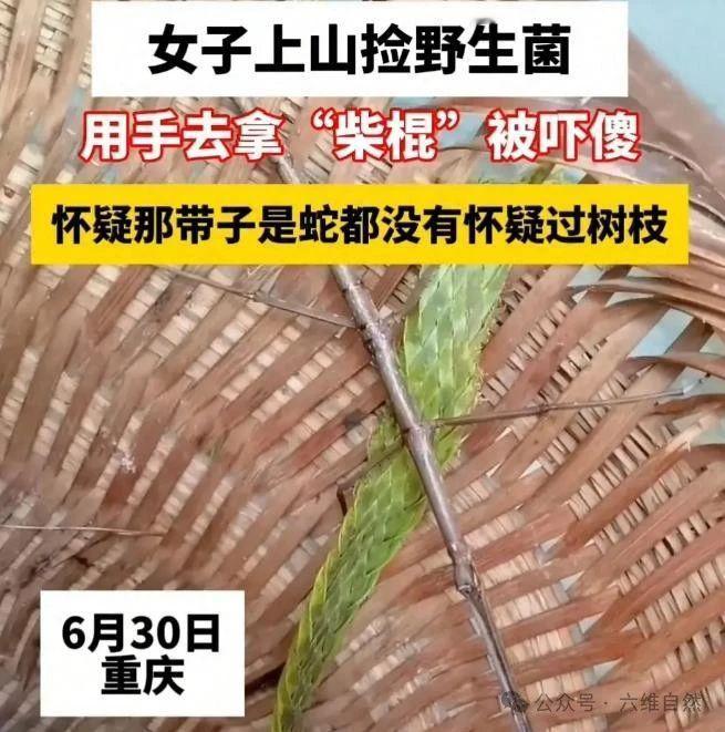 女子上山捡菌子捡到一根会跑的“棍子”，瞬间被吓傻 雨后的重庆山林像被浸透的绿