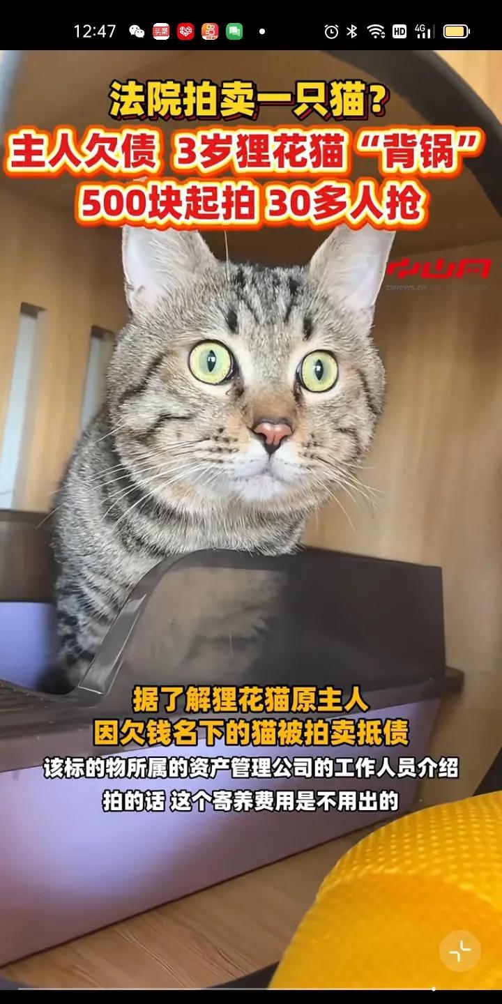 这猫突然就火了！主人欠债，3岁狸花猫“背锅”500块起拍，1000多人抢，