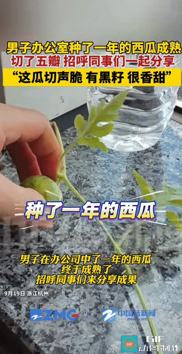 “意外之喜!”浙江杭州，一男子在办公室种了一年的西瓜，终于到了成熟收获的时候，男