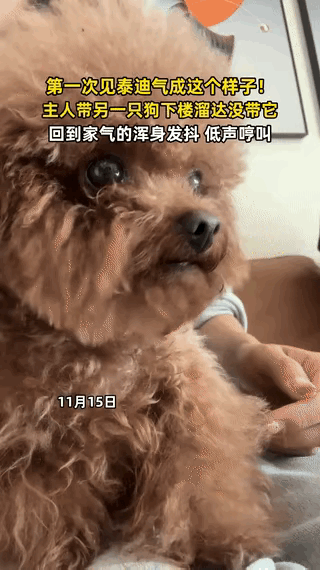 泰迪吃醋现场失控！这下解释不清了博主家有两只泰迪，带小泰迪遛弯没带大的……回