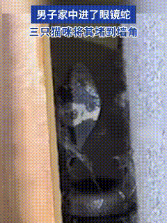 “万万没想到！”湖南衡阳，肖先生家半夜闯进了眼镜蛇，本以为要上演一场惊险对峙，