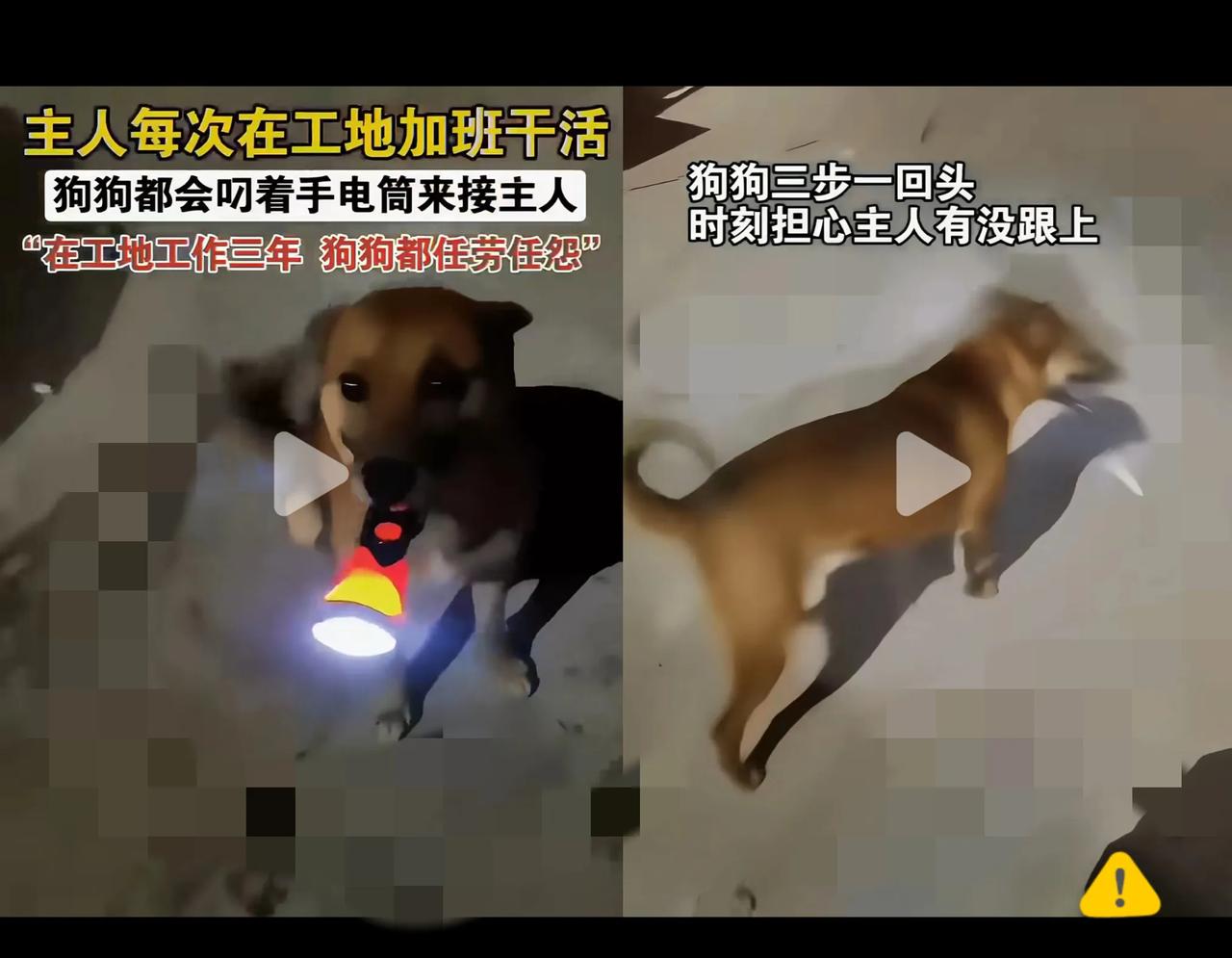 家人们谁懂啊！吉林一女子深夜下班，一打开家门，居然看到狗狗叼着