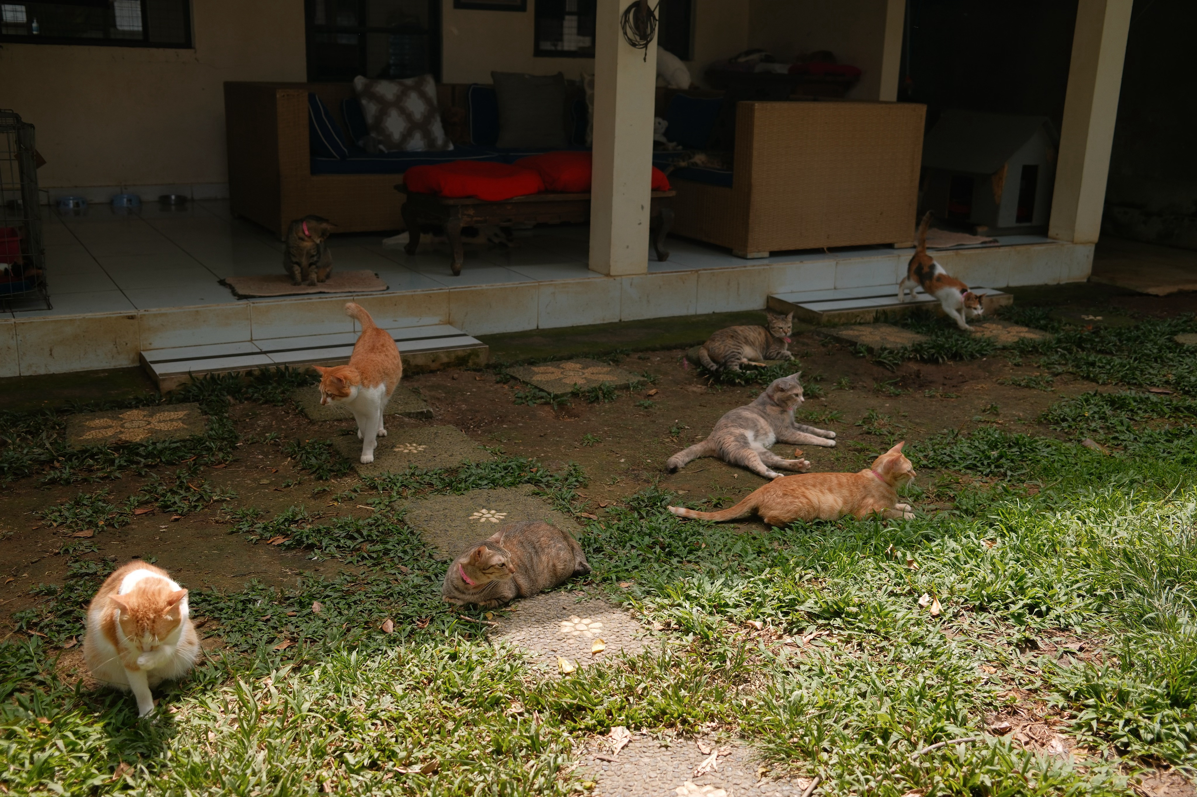 当了一天的猫咪大王🐈一口气参观了巴厘岛乌布的流浪动物救助村VillaKitty，老板说这里收留了七