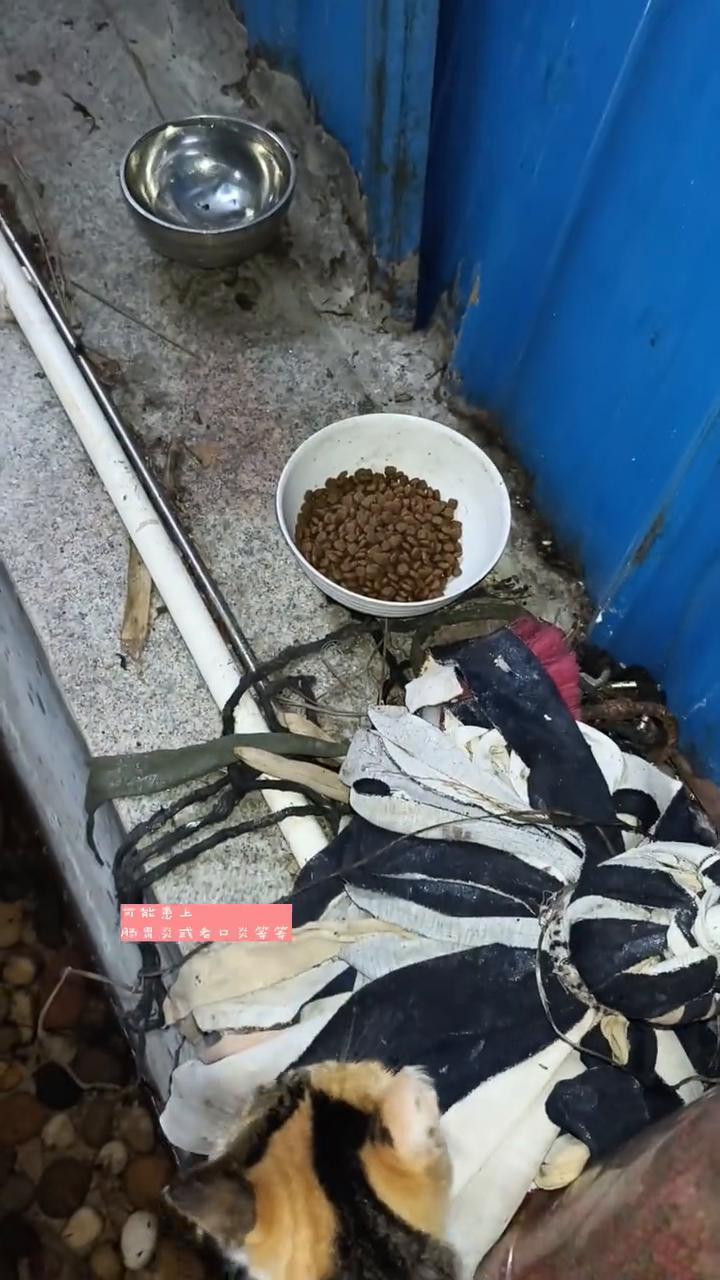 猫粮为什么不能扔地上？千万不要为了图省事抓一把猫粮扔地上就喂流浪猫。流浪猫吃了