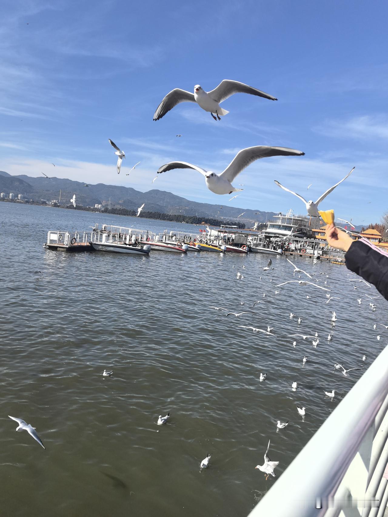 在昆明随手一拍，都是美景。我趁着闲暇到了滇池畔，这里天气宜人，景色绝美，感觉自己