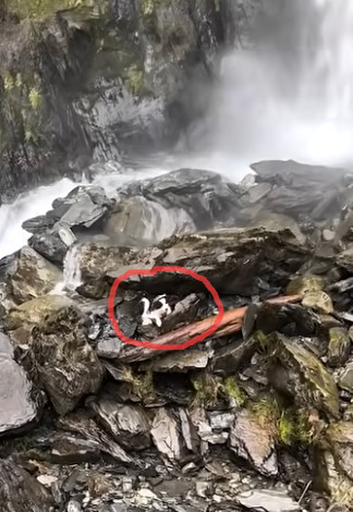 【新西兰#女子坠崖被送医爱犬独守原地一周#】当地时间3月31日，在新西兰南岛，失