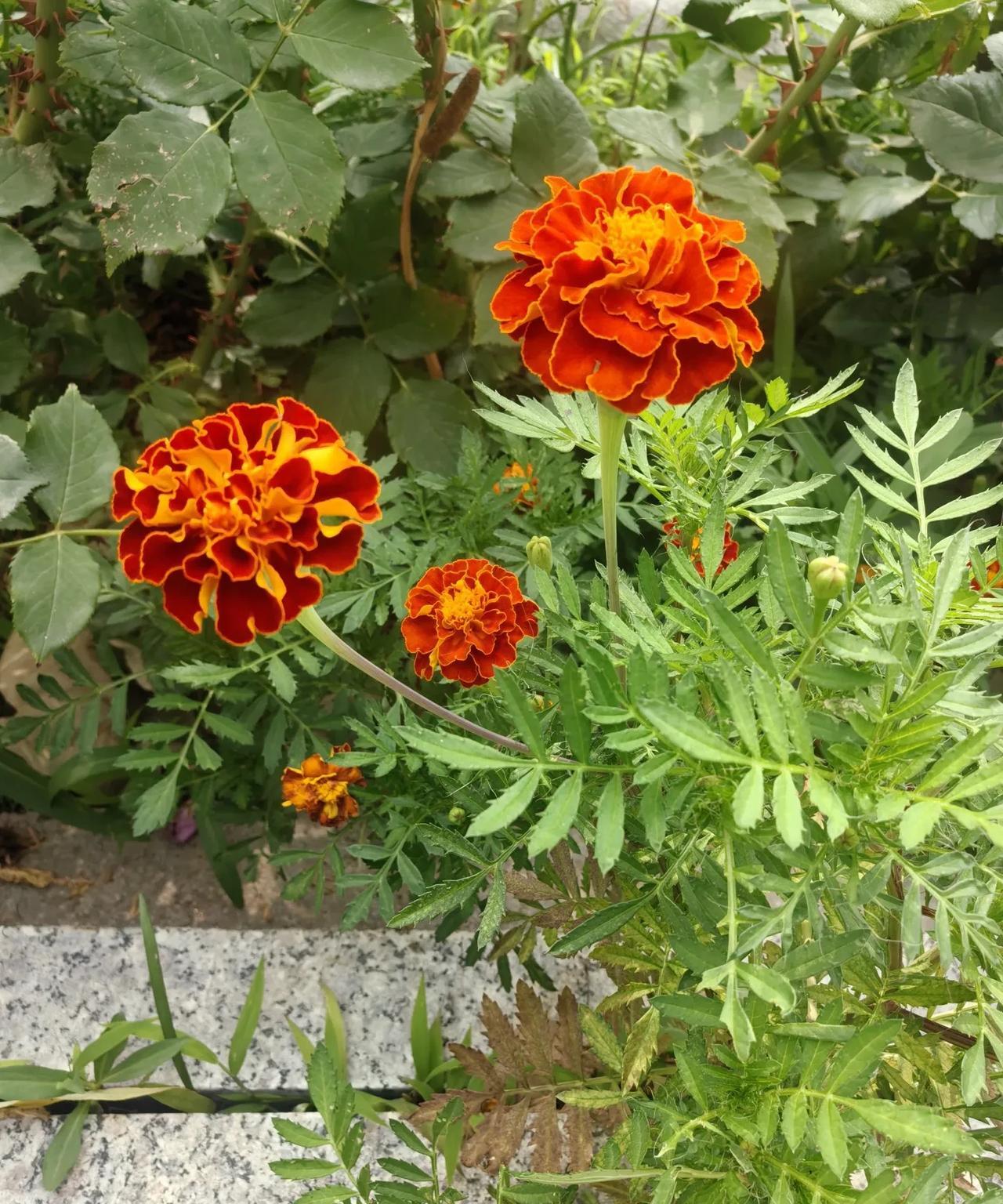 如果孩子的中考分数线，正好在重点高中录取线上，是上重点高中好还是上普通高中好