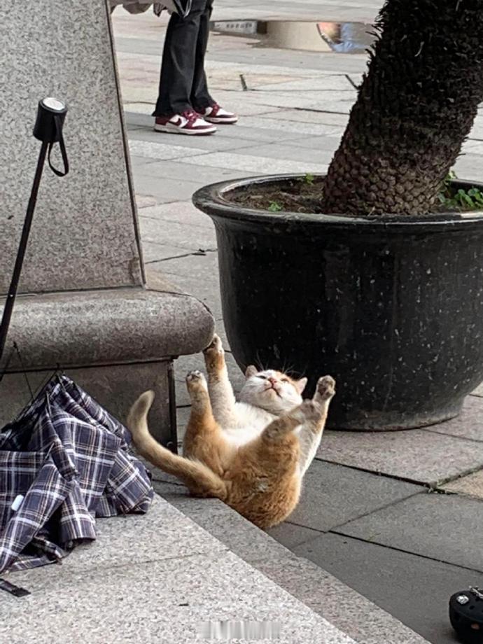 小猫摔了一个四脚朝天，然后尴尬跑走了[笑着哭]​​​