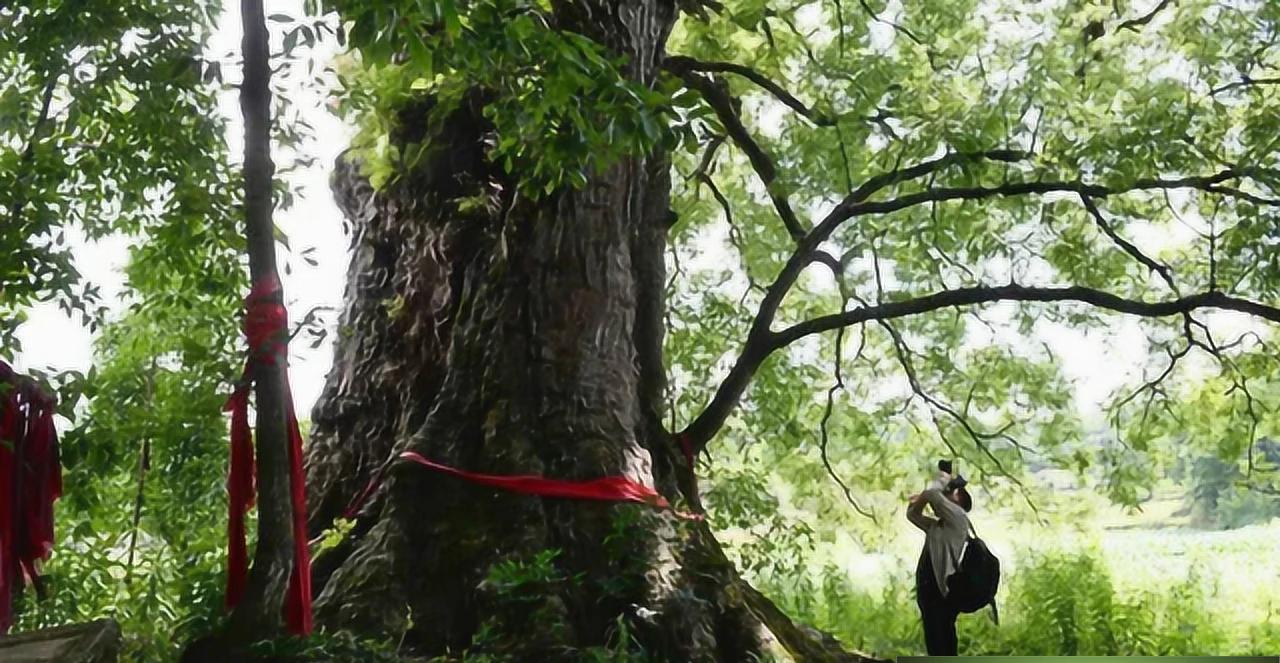 有人想花大价钱把中国这棵树挖走，我们没同意。这棵长在山东莱芜的古树，藏着比黄