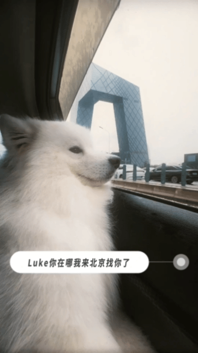 井柏然卢克在北京很想你卢克正在全京找luke中小狗卢克已经来到北京大街小巷，到处