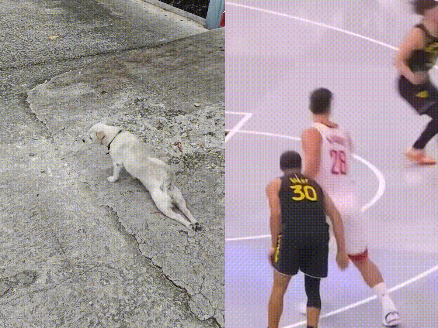 以前有人叫库里酷狗酷狗的，还不理解！现在终于知道了！太像了！