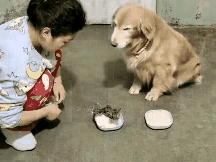 这个狗太懂事了，主人都被感动哭了。狗主人在自己的碗里，放了一个馒头和一个鸡腿