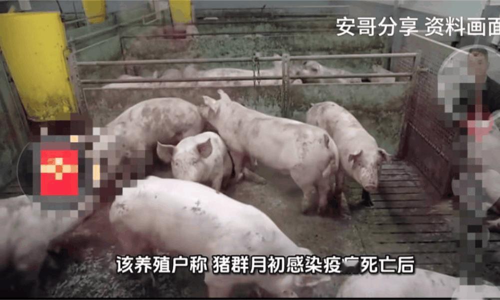 12月28日，重庆，一男子养的80头猪因为猪瘟死亡，导致他的损失很惨重，但他还是