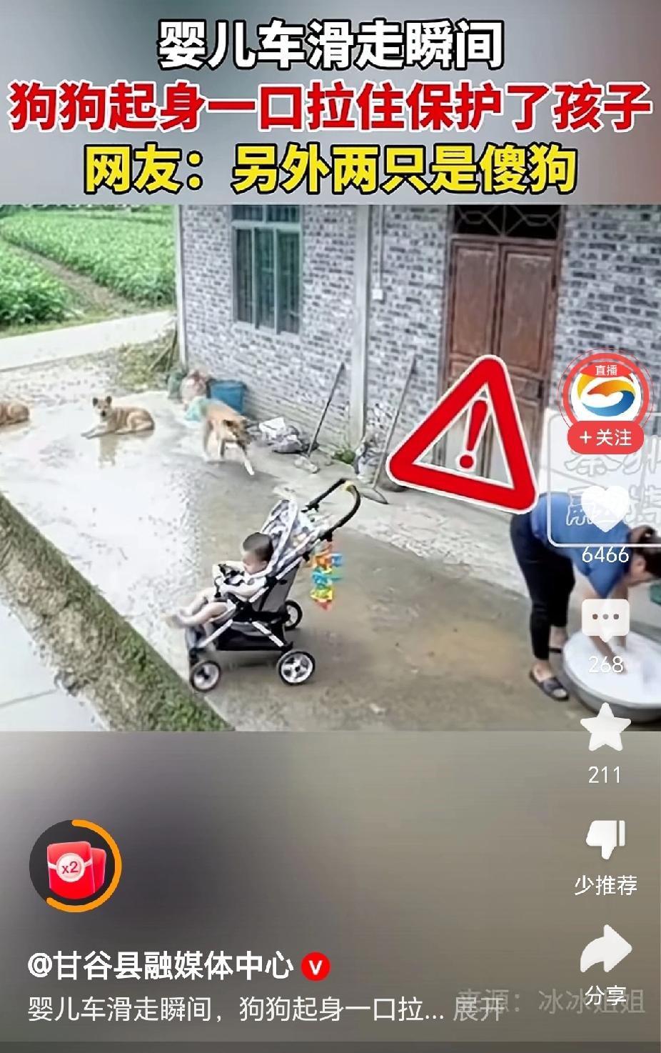 “灵性了，娃娃小推车即将滑倒狗狗一把拖住！”近日，甘谷融媒视频号报道一则消息，