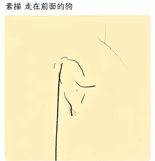 还是条拉布拉多吗[捂脸哭][捂脸哭][捂脸哭]