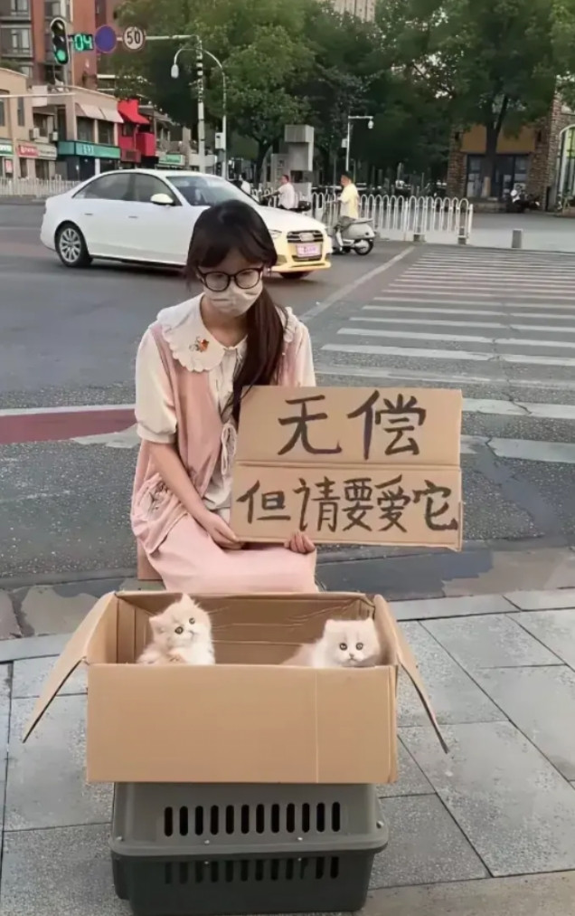 现在猫咪免费都送不出去吗？