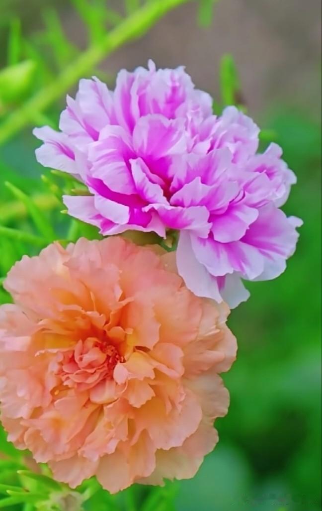 重瓣太阳花，俗称“死不了”，简直是植物界的“卷王”！别人养花靠细心，它开花靠“不