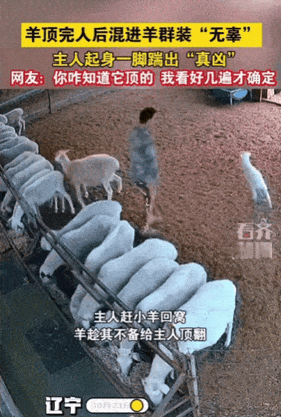 不可思议!辽宁一男子赶小羊回窝,结果,竟然有一只羊趁他不备,直接将他顶翻在地,顶