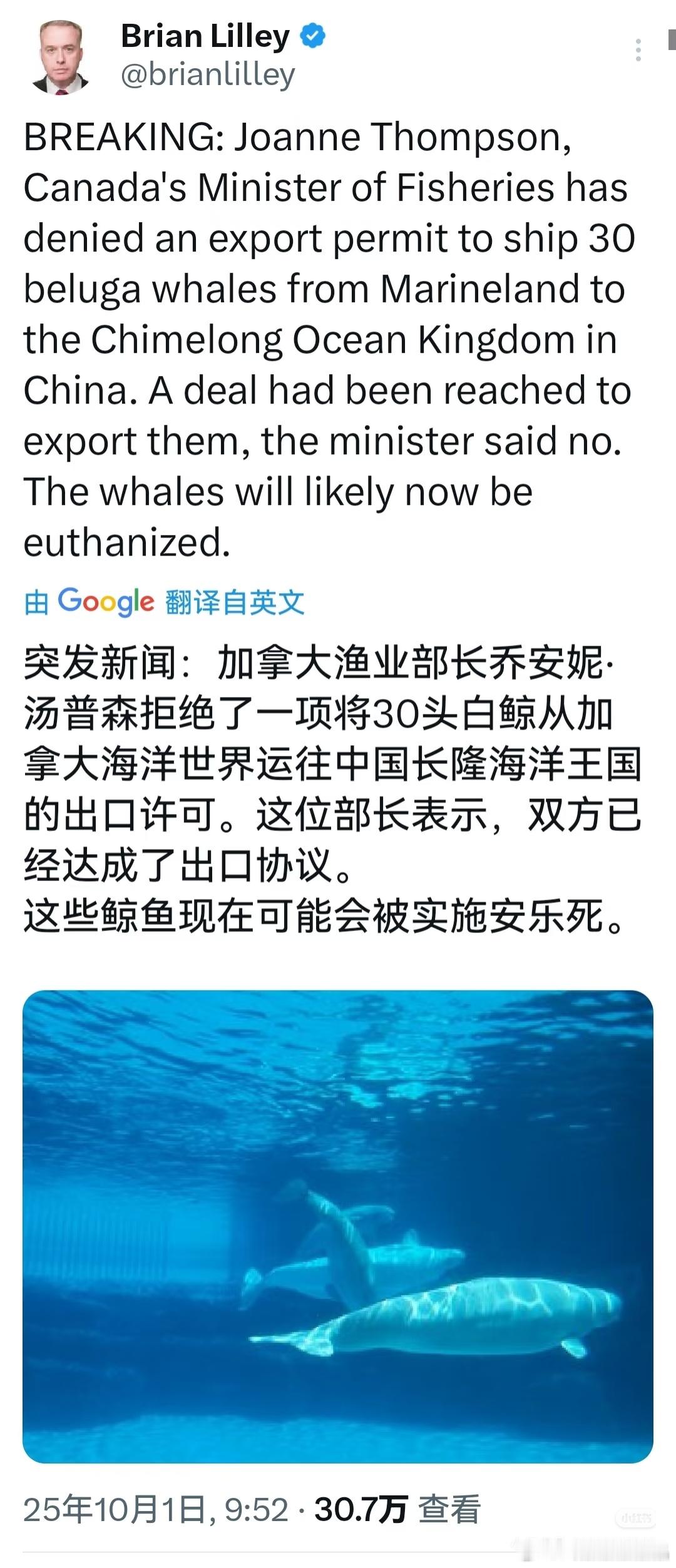 这30头白鲸死得太冤枉了，长隆海洋动物园对动物很不错的！​​​