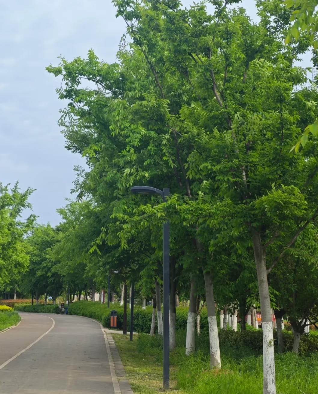 跑步久了，对心脏的危害是一定的，别不信，一定要悠着点。我现在跑步十几年了，感受还