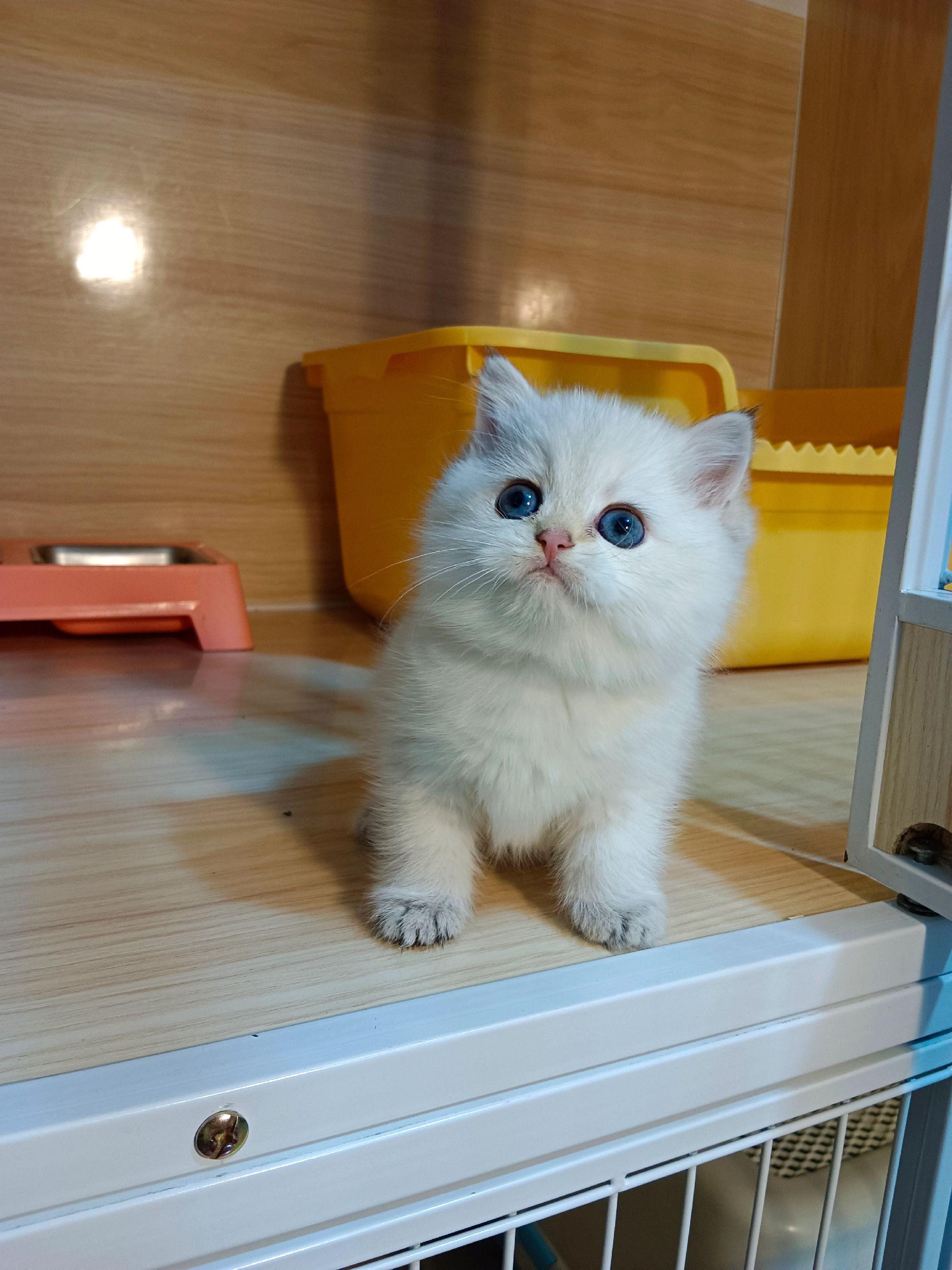 崽不玩逗猫棒的时候乖巧又温油，照片为证