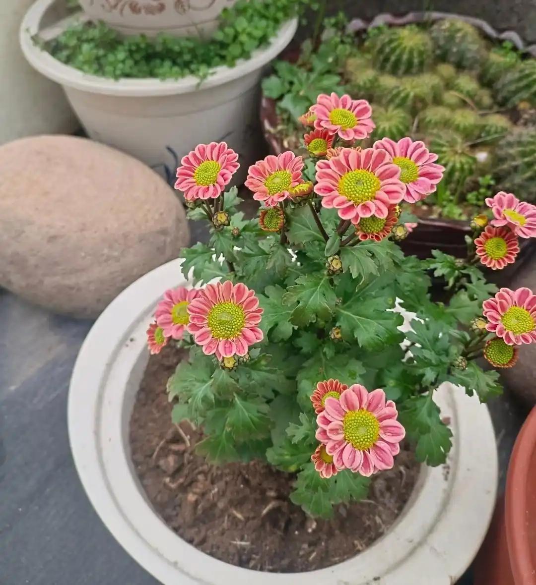 今天去参加了一个婚礼，中途居然取消了，新郎不结婚了，不是因为彩礼，也不是不爱了。