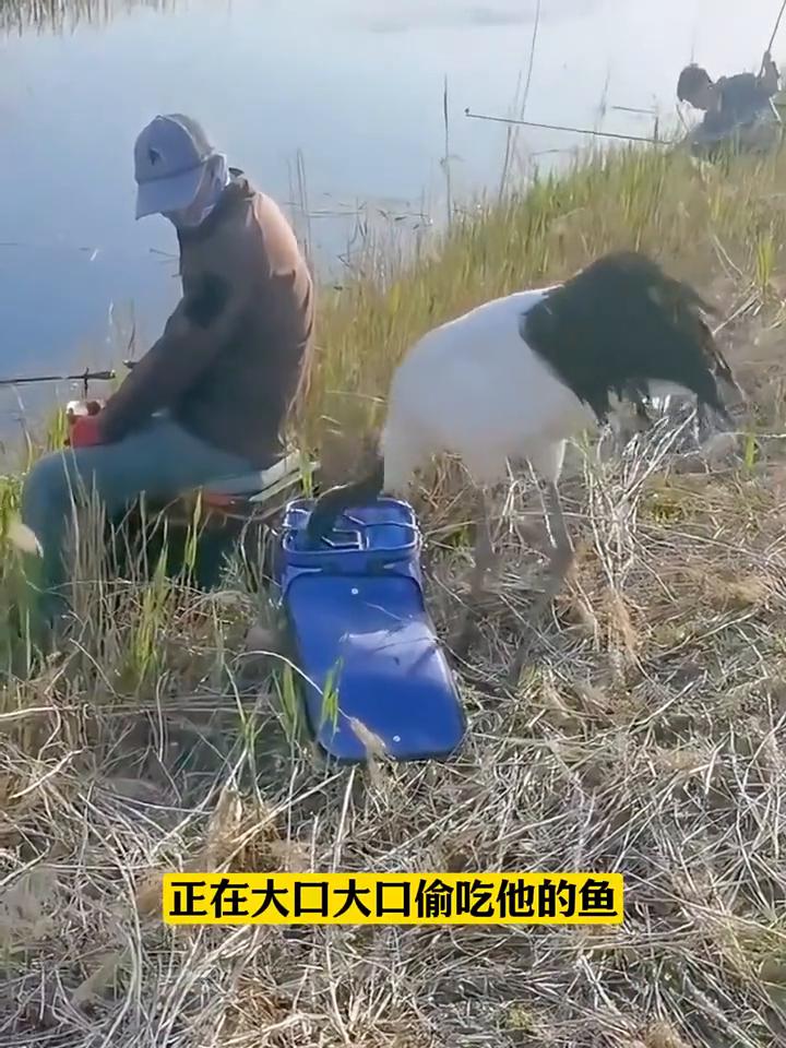 这是发生在自然界不可思议的一幕。一名小哥在湖边垂钓时，转头间突然发现一只仙鹤正在